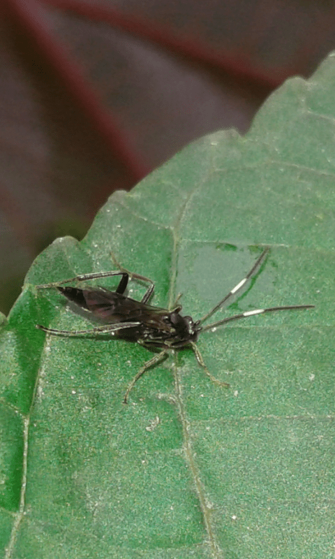 Ichneumonidae da ID